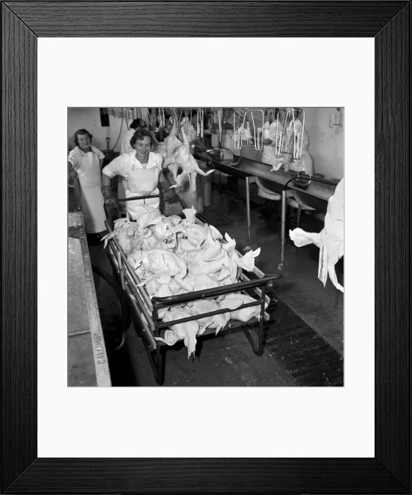 Framed Print : Turkey farm and meat packing factory of John Lintern. General scene in Framed Print : Turkey farm and meat packing factory of John Lintern. General scene in
