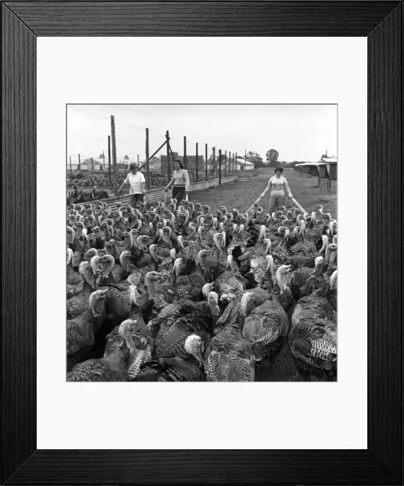 Framed Print : Turkey farm and meat packing factory of John Lintern. General scene in Framed Print : Turkey farm and meat packing factory of John Lintern. General scene in
