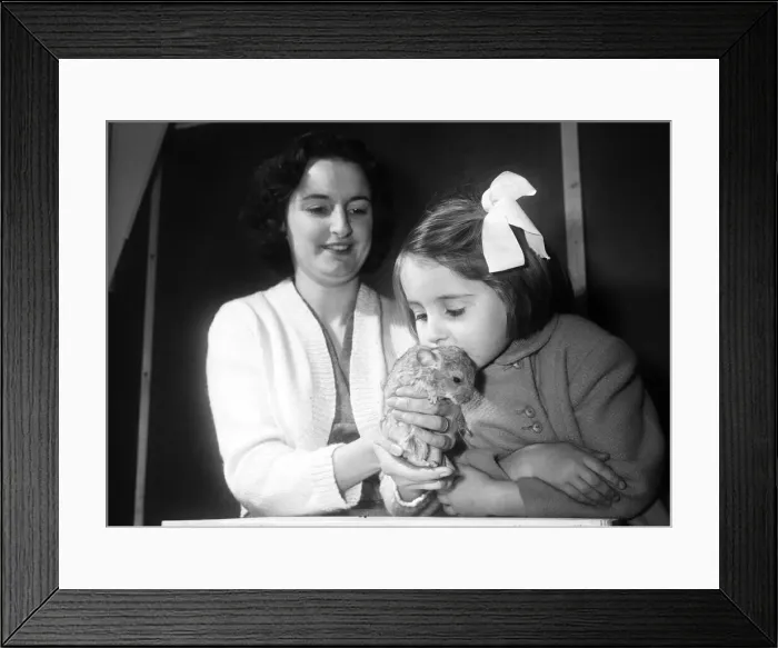 Framed Print : Hes fluffy and cuddly. Wendy Harrison seen here with one of the baby Chinchilla Framed Print : Hes fluffy and cuddly. Wendy Harrison seen here with one of the baby Chinchilla
