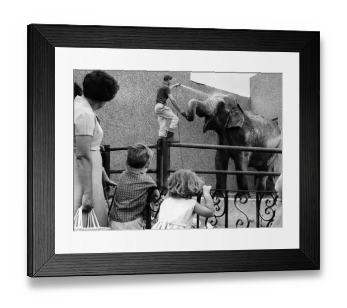 Framed Print : Visitors to Coventry Zoo watch elephant, Sukie, enjoying his daily shower bath Framed Print : Visitors to Coventry Zoo watch elephant, Sukie, enjoying his daily shower bath