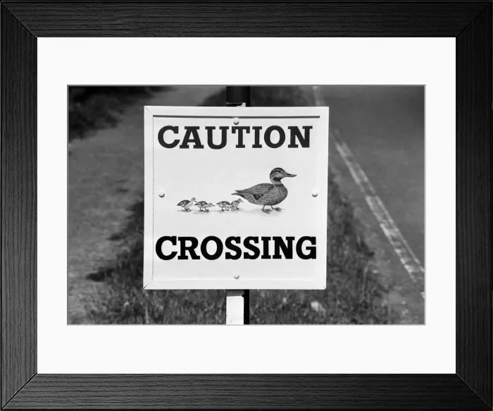 Framed Print : Caution, Duck Crossing Sign at the Village of Sherfield on Loddon, North Hampshire