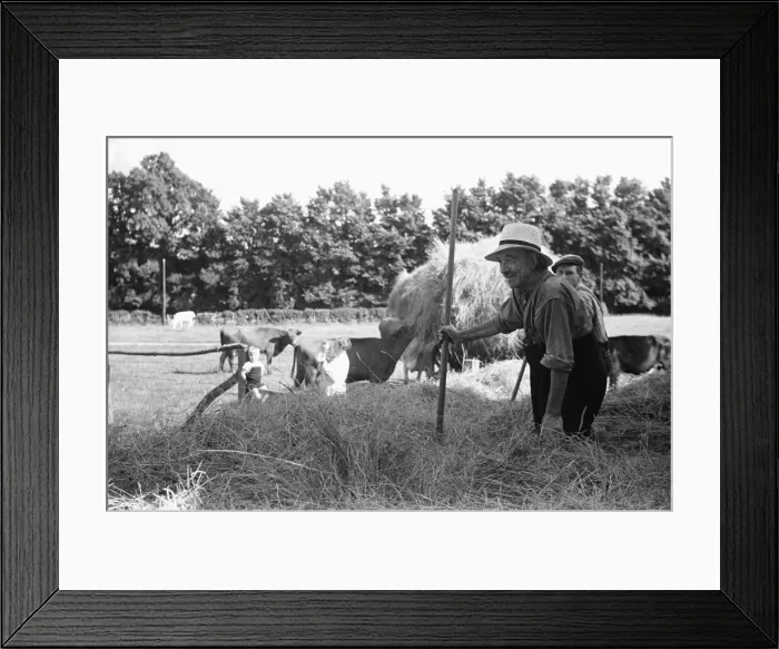 Framed Print : Hay making at Four Elms Leigh in Kent. 1st July 1939 Framed Print : Hay making at Four Elms Leigh in Kent. 1st July 1939