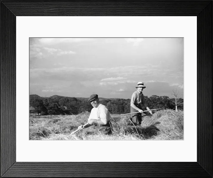Framed Print : Hay making at Four Elms Leigh in Kent. 1st July 1939 Framed Print : Hay making at Four Elms Leigh in Kent. 1st July 1939