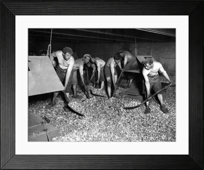 Framed Print : Turning the cut up chicory drying in a hot chamber. 23rd October 1932 Framed Print : Turning the cut up chicory drying in a hot chamber. 23rd October 1932