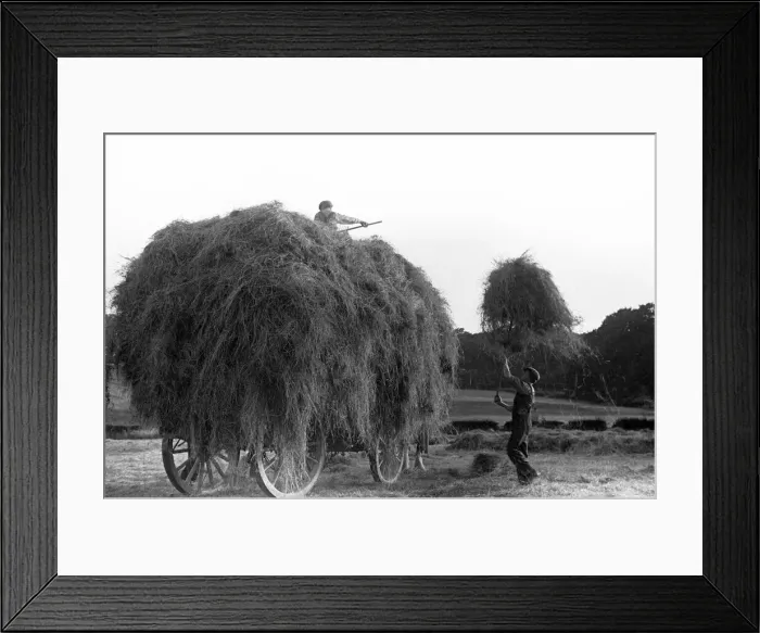 Framed Print : Haymaking at Penshurst July 1939 Framed Print : Haymaking at Penshurst July 1939