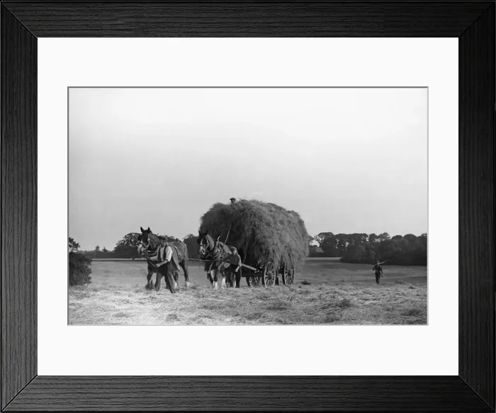 Framed Print : Haymaking at Penshurst July 1939 Framed Print : Haymaking at Penshurst July 1939