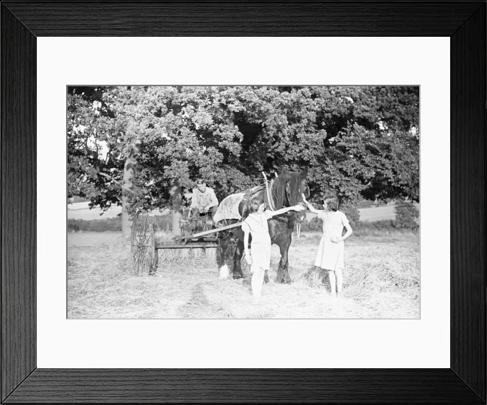 Framed Print : Haymaking at Penshurst July 1939 Framed Print : Haymaking at Penshurst July 1939