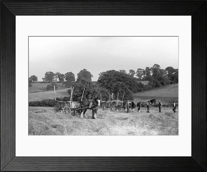 Framed Print : Haymaking at Penshurst July 1939 Framed Print : Haymaking at Penshurst July 1939