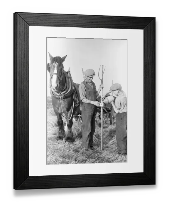 Framed Print : Haymaking at Penshurst July 1939 Framed Print : Haymaking at Penshurst July 1939