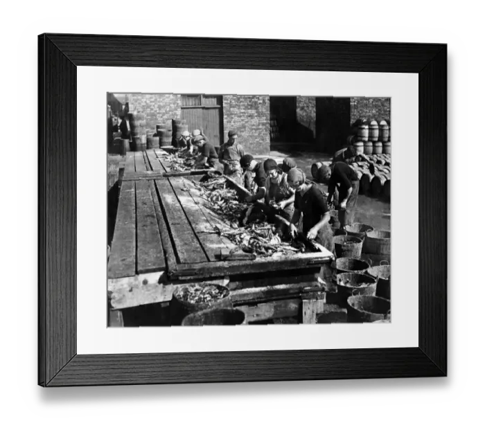 Framed Print : Fishing boom continues - Scottish fisher girls busy at North Shields Fish Quay Framed Print : Fishing boom continues - Scottish fisher girls busy at North Shields Fish Quay