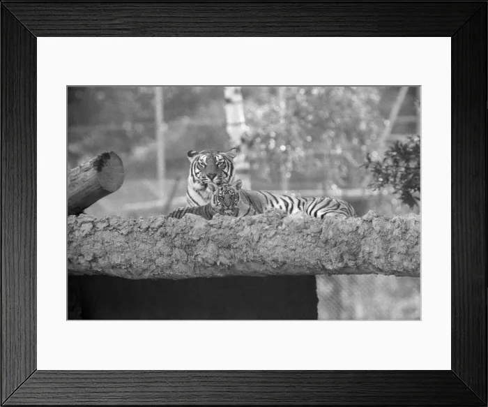 Framed Print : Young Tigers at Windsor Safari Park, Berkshire, England, October 1980 Framed Print : Young Tigers at Windsor Safari Park, Berkshire, England, October 1980