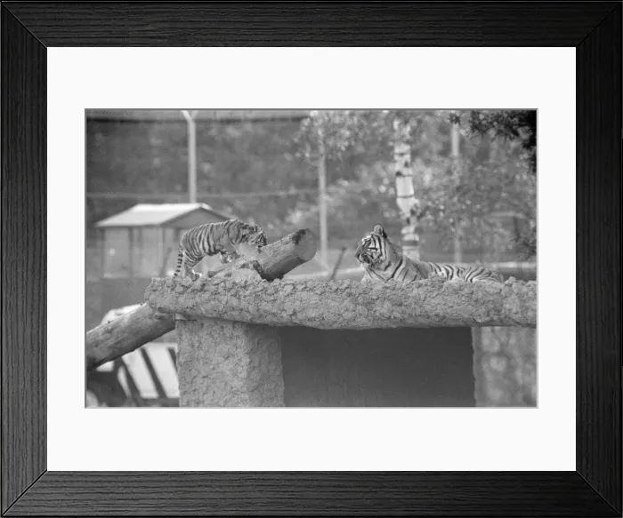 Framed Print : Young Tigers at Windsor Safari Park, Berkshire, England, October 1980 Framed Print : Young Tigers at Windsor Safari Park, Berkshire, England, October 1980