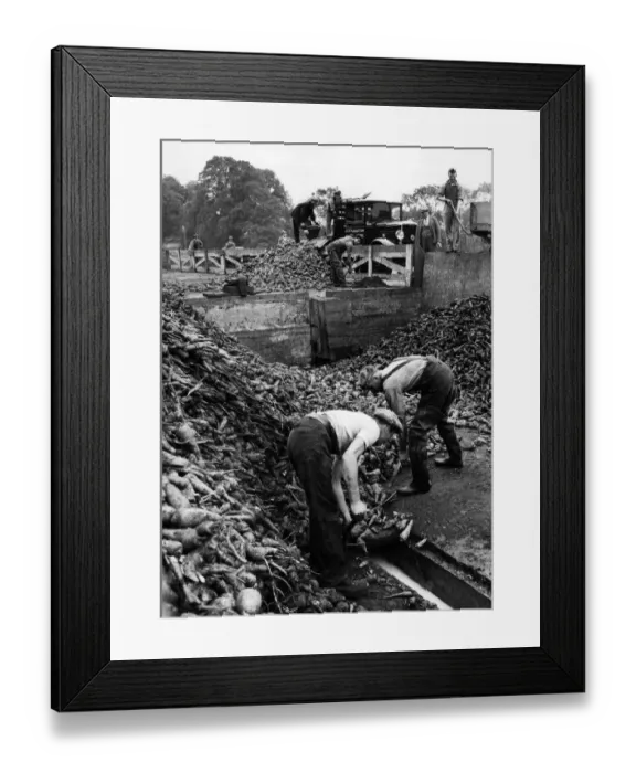 Framed Print : English grown chicory - 400 farmers of Hunts and Cambs are cultivating 1200 acres of Framed Print : English grown chicory - 400 farmers of Hunts and Cambs are cultivating 1200 acres of