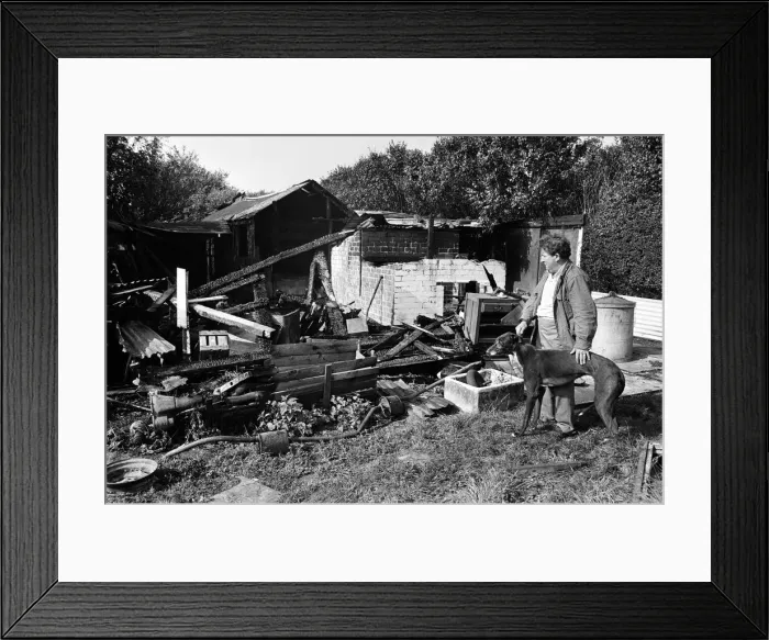 Framed Print : Kenneth Lee, with a rescued greyhound, looking at the damage caused by a fire at his Framed Print : Kenneth Lee, with a rescued greyhound, looking at the damage caused by a fire at his