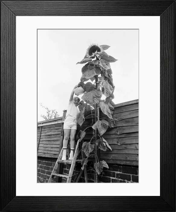 Framed Print : Young gardener, Victoria Hazell, proudly waters the giant sun flower growing in her back Framed Print : Young gardener, Victoria Hazell, proudly waters the giant sun flower growing in her back