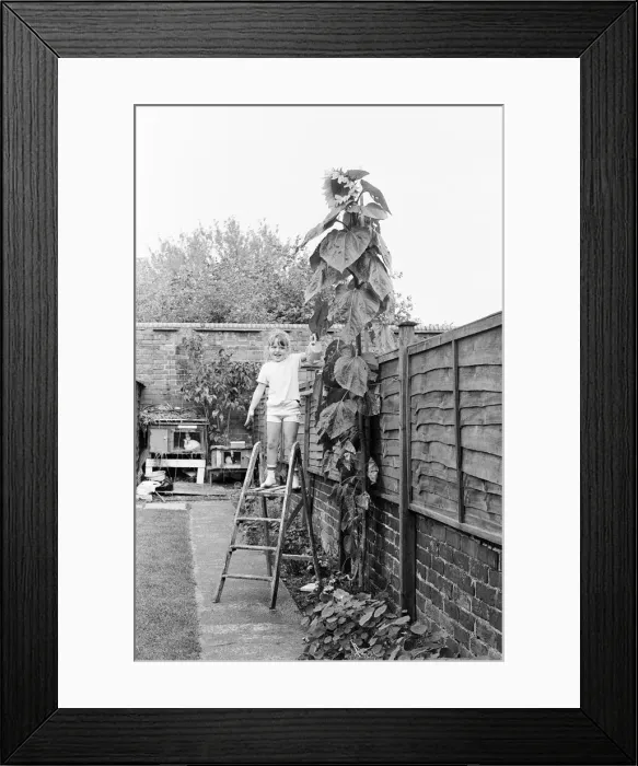 Framed Print : Young gardener, Victoria Hazell, proudly waters the giant sun flower growing in her back