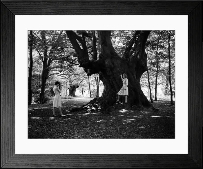 Framed Print : A giant of Burnham Beeches, Buckinghamshire. July 1945 Framed Print : A giant of Burnham Beeches, Buckinghamshire. July 1945