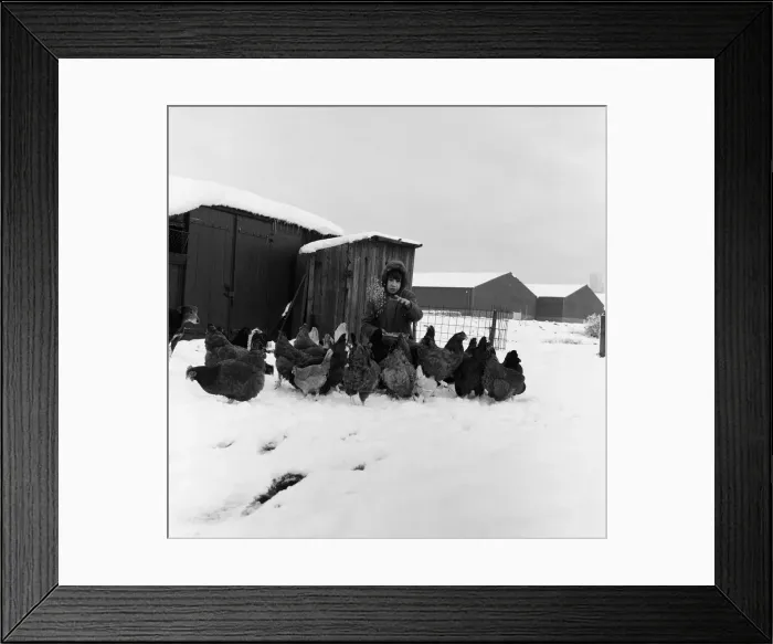 Framed Print : Snow at Stockton Allotments. County Durham, 1971 Framed Print : Snow at Stockton Allotments. County Durham, 1971