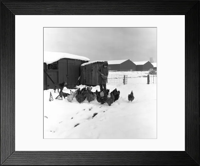 Framed Print : Snow at Stockton Allotments. 1971 Framed Print : Snow at Stockton Allotments. 1971