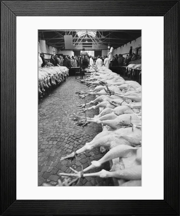 Framed Print : Turkeys waiting to go under the hammer at the Christmas Turkey Auction at Reading Cattle