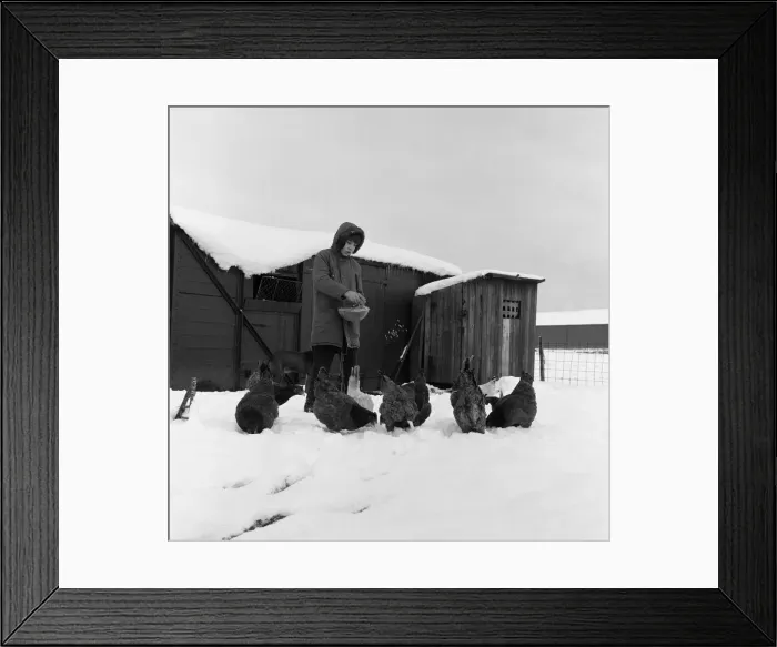 Framed Print : Snow at Stockton Allotments. 1971 Framed Print : Snow at Stockton Allotments. 1971