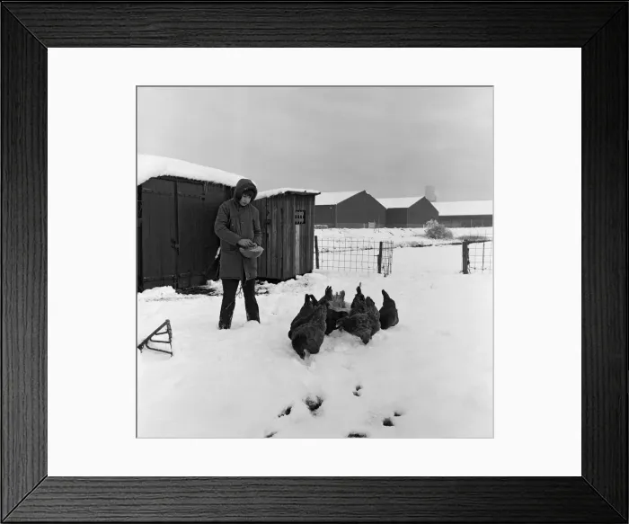 Framed Print : Snow at Stockton Allotments. 1971 Framed Print : Snow at Stockton Allotments. 1971
