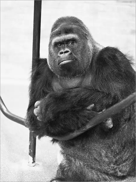 5th November 1975; Guy the gorilla seen here on the 28th anniversary of his arrival at