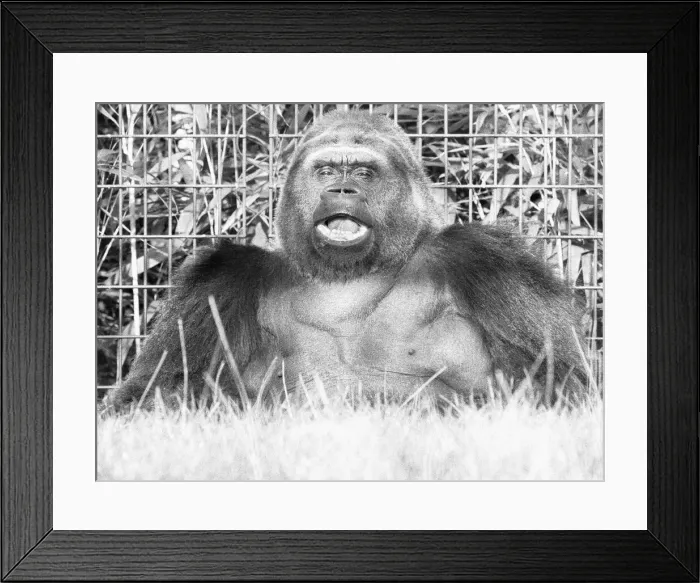 Framed Print : 5th November 1975; Guy the gorilla seen here on the 28th anniversary of his arrival Framed Print : 5th November 1975; Guy the gorilla seen here on the 28th anniversary of his arrival