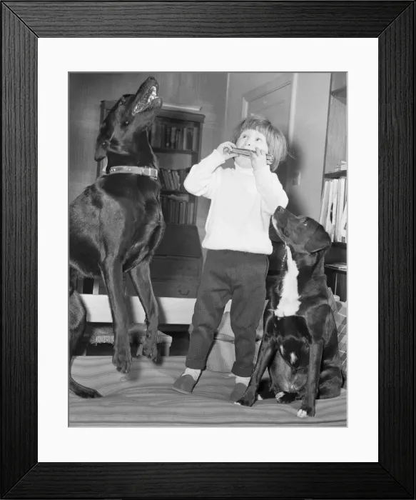 Framed Print : When three year old Ashley Charlton of Bourne End, Buckinghamshire, plays his mouth organ Framed Print : When three year old Ashley Charlton of Bourne End, Buckinghamshire, plays his mouth organ