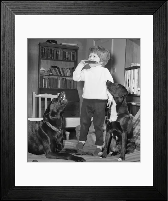 Framed Print : When three year old Ashley Charlton of Bourne End, Buckinghamshire, plays his mouth organ Framed Print : When three year old Ashley Charlton of Bourne End, Buckinghamshire, plays his mouth organ