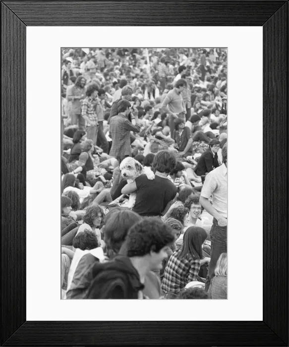 Framed Print : Music loving pet owner decided to bring his dog to The Picnic pop concert at Blackbushe Framed Print : Music loving pet owner decided to bring his dog to The Picnic pop concert at Blackbushe