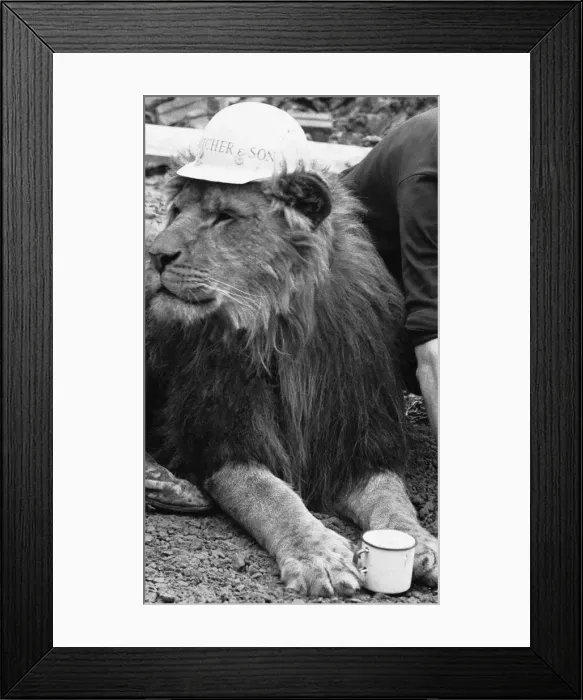 Framed Print : The Marquess of Bath may be one of yer aristocrats. But hes a matey sort of bloke Framed Print : The Marquess of Bath may be one of yer aristocrats. But hes a matey sort of bloke