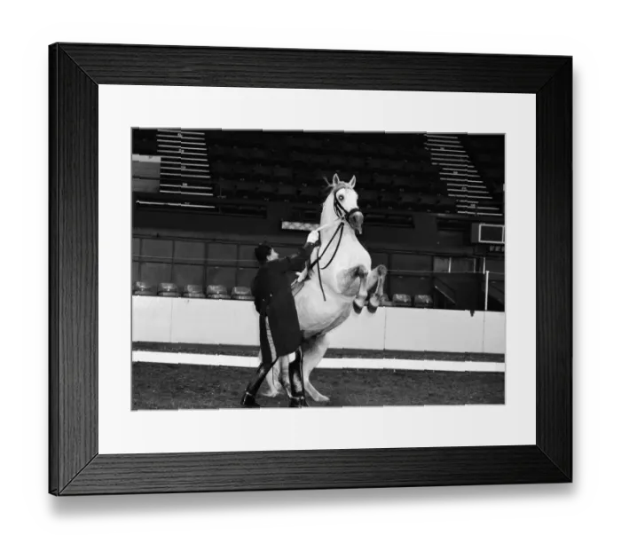 Framed Print : The Spanish Riding School of Vienna rehearsing their classical art of riding which they Framed Print : The Spanish Riding School of Vienna rehearsing their classical art of riding which they