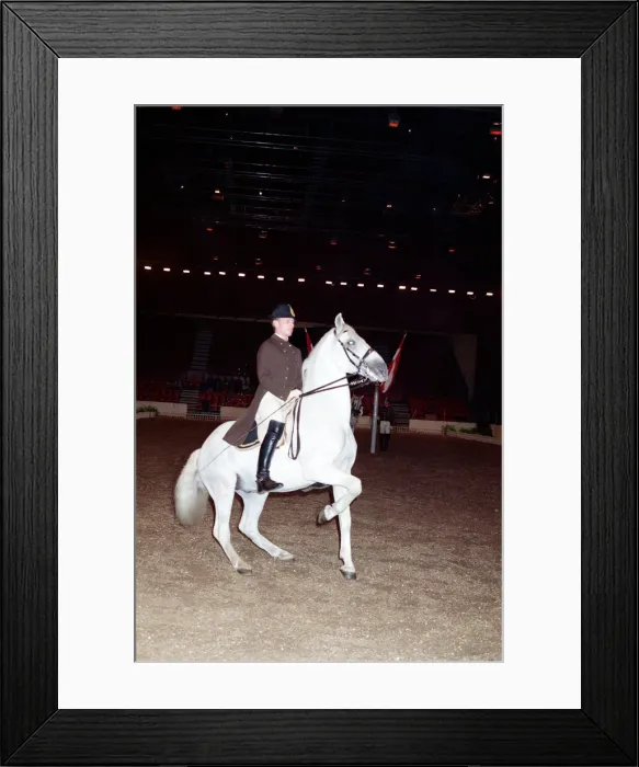 Framed Print : The Spanish Riding School rehearsing for their opening night at Wembley