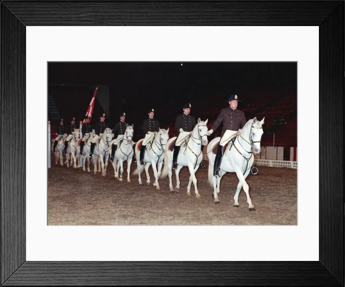 Framed Print : The Spanish Riding School rehearsing for their opening night at Wembley Framed Print : The Spanish Riding School rehearsing for their opening night at Wembley
