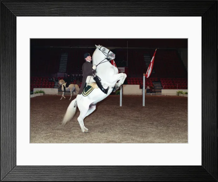Framed Print : The Spanish Riding School rehearsing for their opening night at Wembley Framed Print : The Spanish Riding School rehearsing for their opening night at Wembley