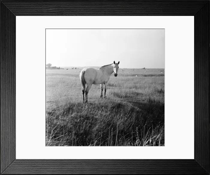 Framed Print : A white horse on Romney Marshes, Kent. 2nd August 1954 Framed Print : A white horse on Romney Marshes, Kent. 2nd August 1954