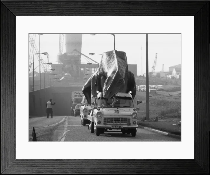 Framed Print : A dinosaur on the move in Essex. A 16 foot high and 45 foot long Cetiosaurus
