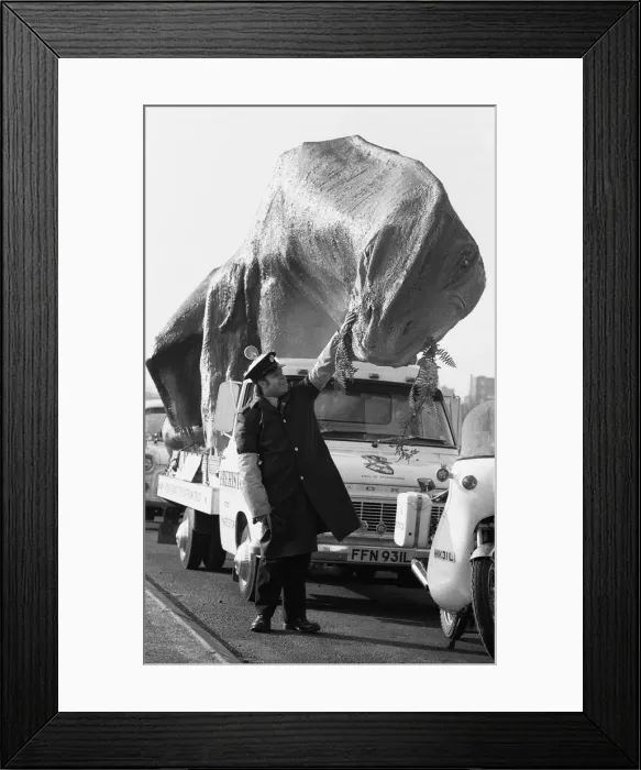 Framed Print : A dinosaur on the move in Essex. A 16 foot high and 45 foot long Cetiosaurus