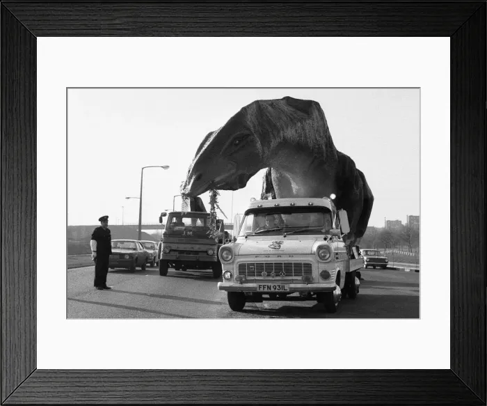 Framed Print : A dinosaur on the move in Essex. A 16 foot high and 45 foot long Cetiosaurus