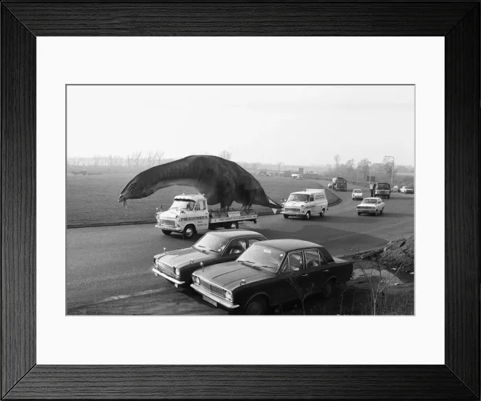 Framed Print : A dinosaur on the move in Essex. A 16 foot high and 45 foot long Cetiosaurus