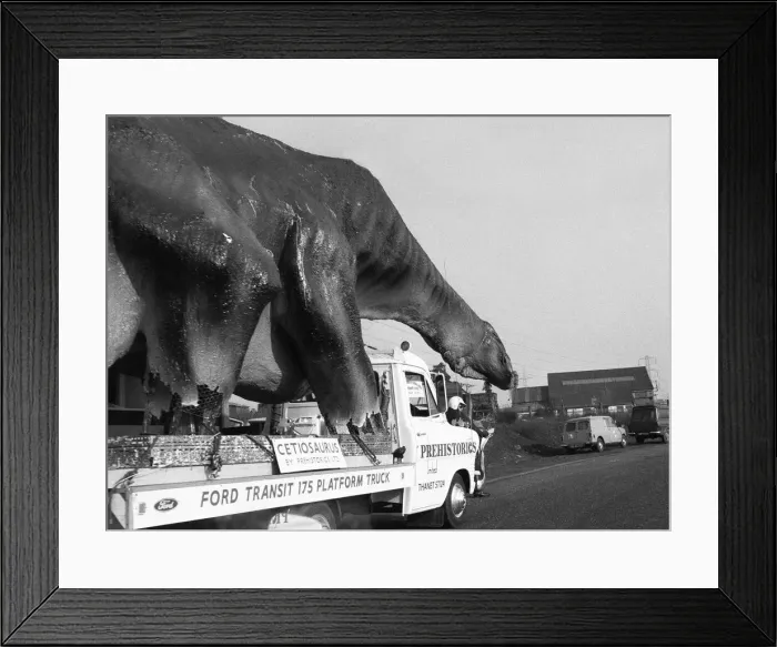 Framed Print : A dinosaur on the move in Essex. A 16 foot high and 45 foot long Cetiosaurus