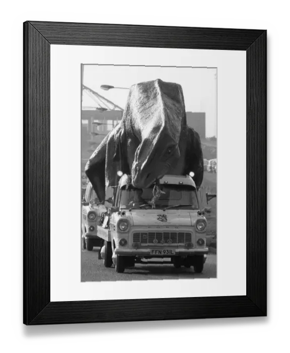 Framed Print : A dinosaur on the move in Essex. A 16 foot high and 45 foot long Cetiosaurus Framed Print : A dinosaur on the move in Essex. A 16 foot high and 45 foot long Cetiosaurus