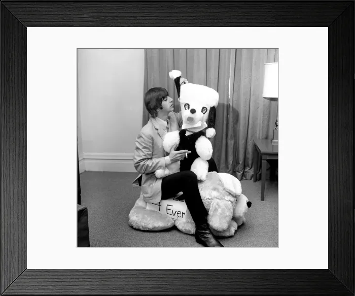 Framed Print : Ringo Starr, pictures in his New York hotel room, with a gigantic stuffed toy animal Framed Print : Ringo Starr, pictures in his New York hotel room, with a gigantic stuffed toy animal