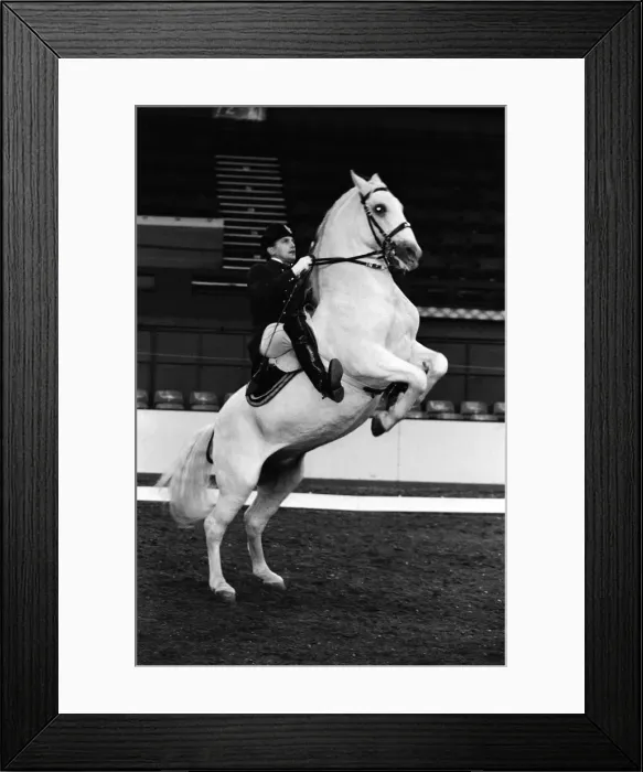 Framed Print : The Spanish Riding School of Vienna rehearsing their classical art of riding which they Framed Print : The Spanish Riding School of Vienna rehearsing their classical art of riding which they