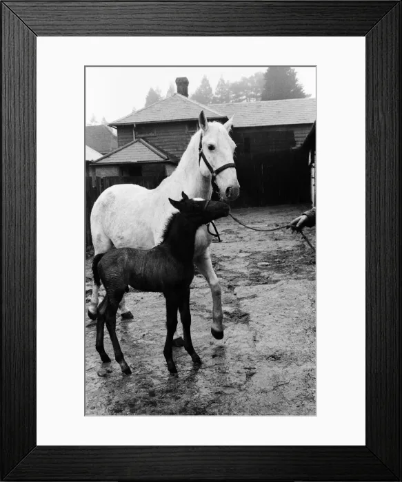 Framed Print : Stud of Lippizaner horses, which are going to be up for auction Framed Print : Stud of Lippizaner horses, which are going to be up for auction