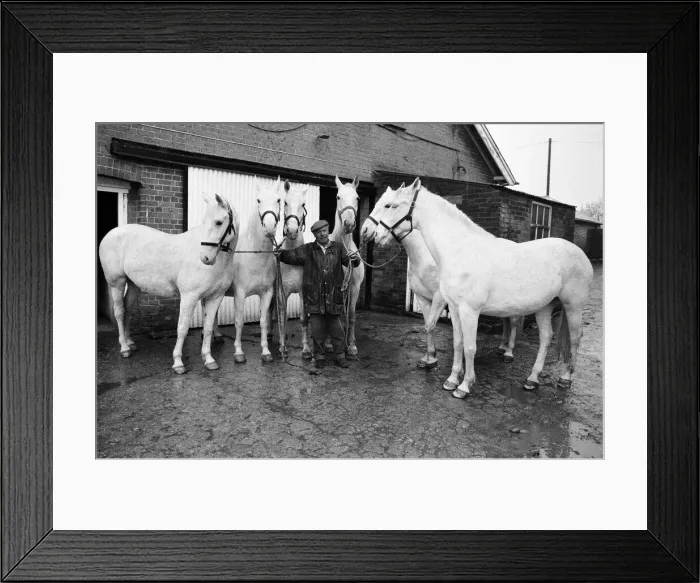 Framed Print : Stud of Lippizaner horses, which are going to be up for auction Framed Print : Stud of Lippizaner horses, which are going to be up for auction