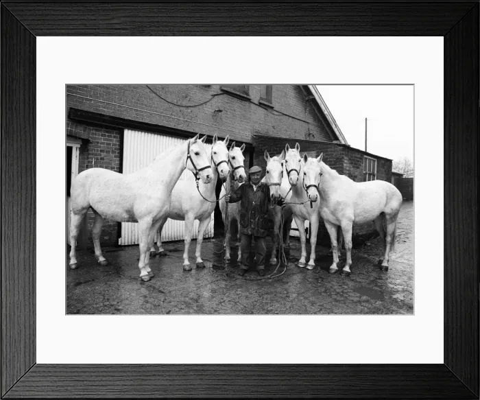 Framed Print : Stud of Lippizaner horses, which are going to be up for auction Framed Print : Stud of Lippizaner horses, which are going to be up for auction