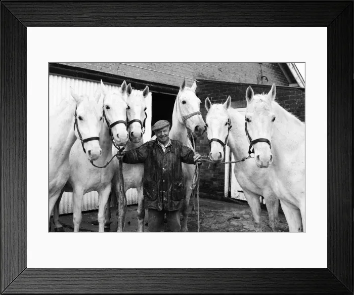 Framed Print : Stud of Lippizaner horses, which are going to be up for auction Framed Print : Stud of Lippizaner horses, which are going to be up for auction