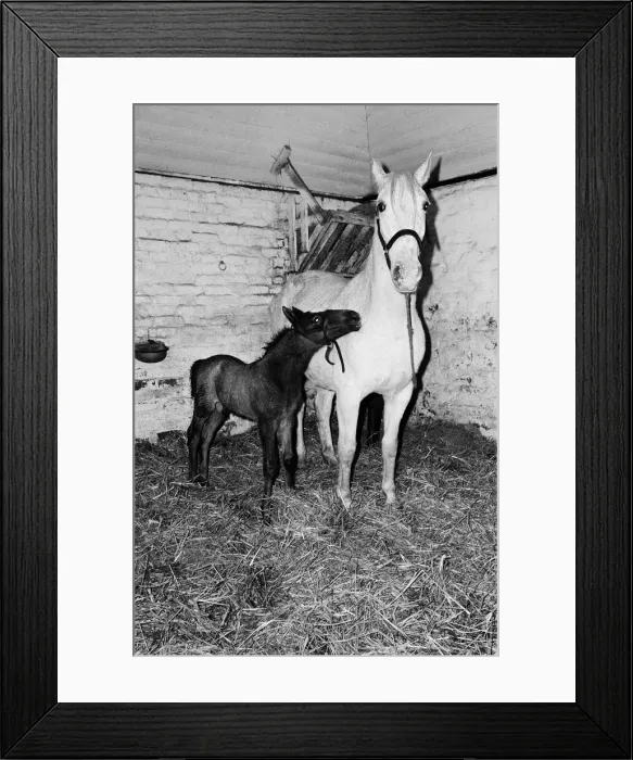 Framed Print : Stud of Lippizaner horses, which are going to be up for auction Framed Print : Stud of Lippizaner horses, which are going to be up for auction